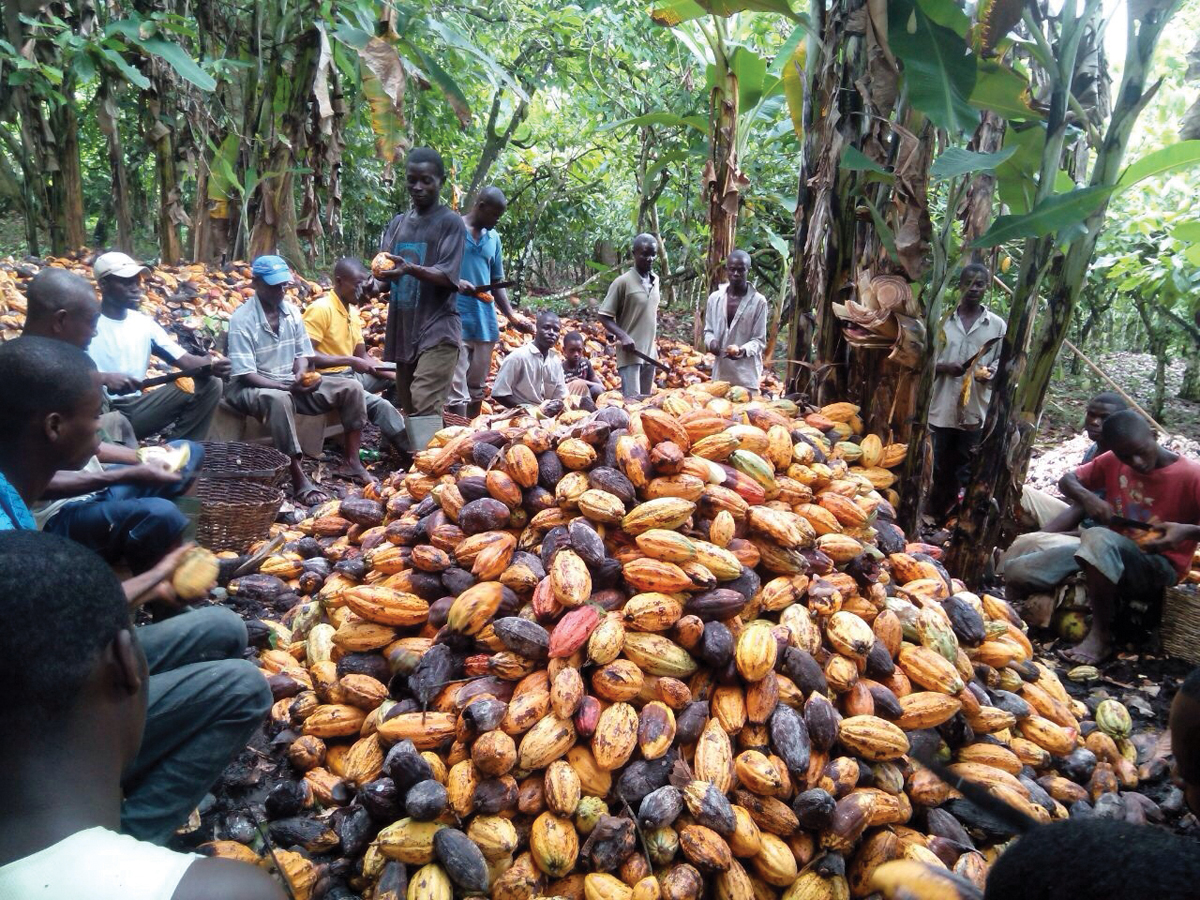 Explotación: Pobreza Y Trabajo Infantil En El Cacao | Alternativas ...